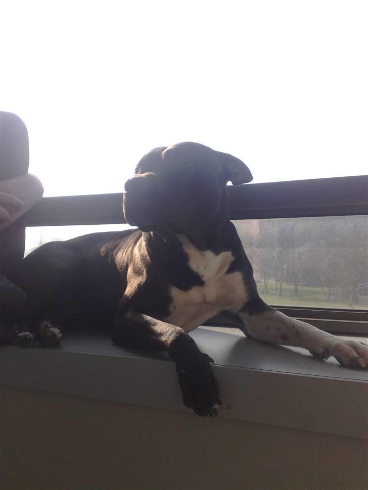 Amerikansk staffordshire terrier Zippo - Zippo lægger altid ørene ned når han er i nusse humør. rigtig klynke dyr :D billede 10