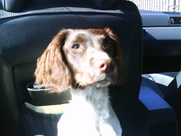 Engelsk springer spaniel Mathilde - Smukke<3 billede 10