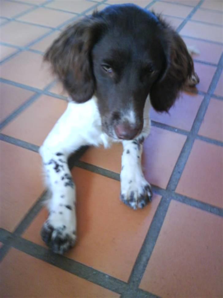 Engelsk springer spaniel Mathilde - Pive dyr :D billede 12