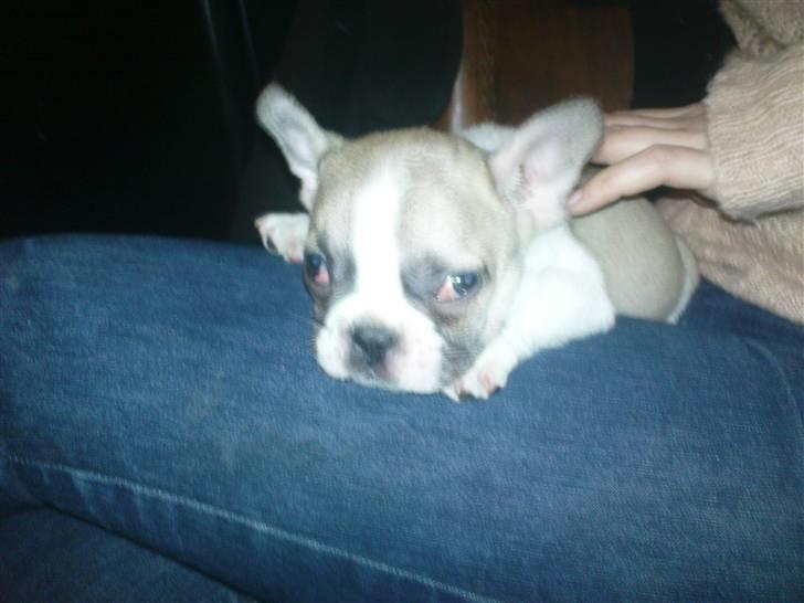 Fransk bulldog Hannibal - da jeg valgte min far billede 7