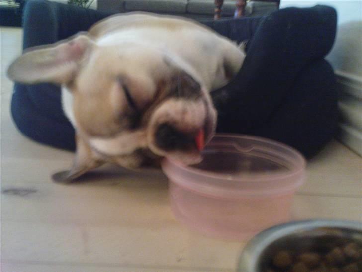 Fransk bulldog Hannibal - puha hårdt og være i haven billede 8