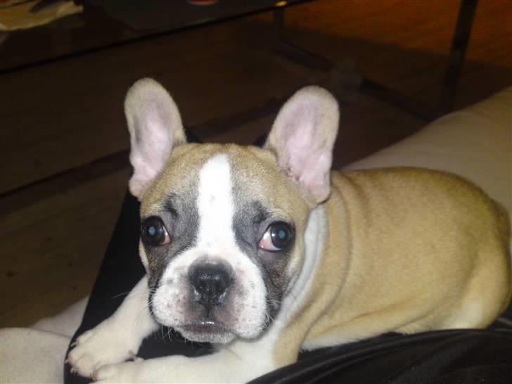 Fransk bulldog Hannibal billede 9