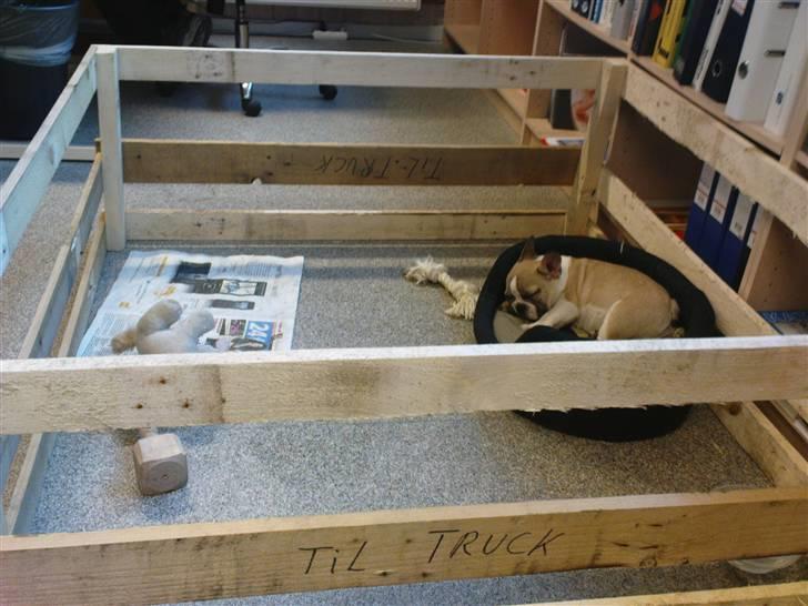 Fransk bulldog Hannibal - med far på job billede 10