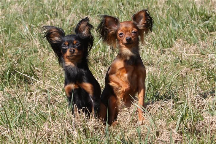 Russisk toy terrier Jaroslavna Mazasis Elfas billede 19