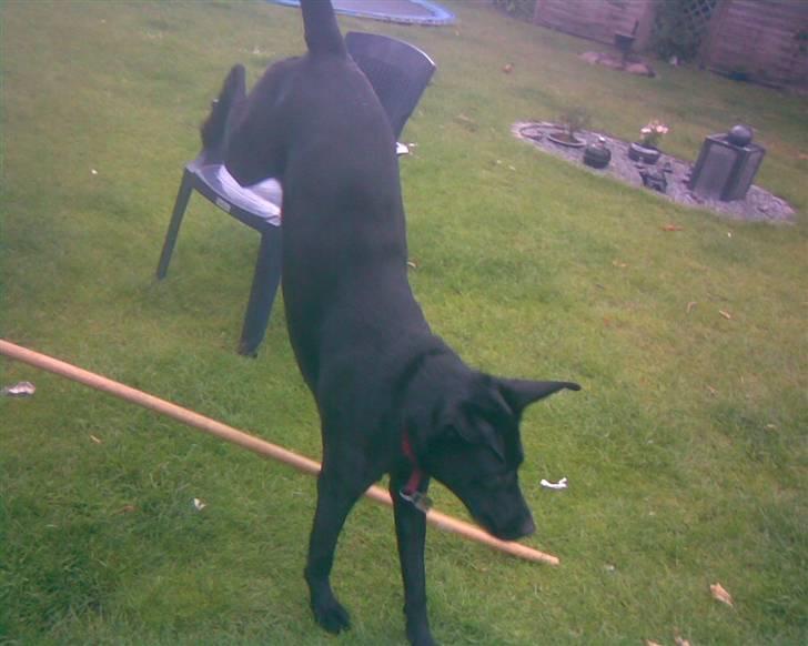 Blanding af racer | Sille | Tricks hunden** - Sille går på for poter ! Oo billede 2