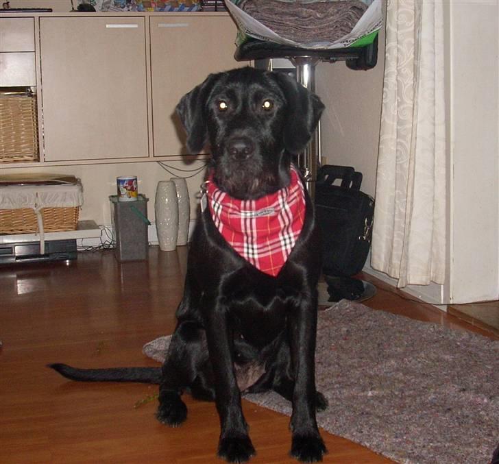 Blanding af racer | Sille | Tricks hunden** billede 3