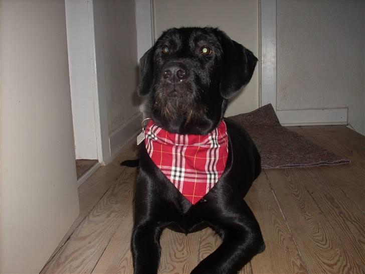 Blanding af racer | Sille | Tricks hunden** billede 4