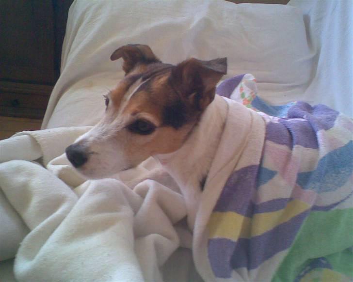 Jack russell terrier | Ubjergs Asterix  - Asterix har lige været i bad billede 7