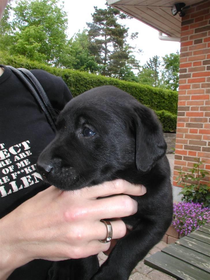 Labrador retriever Thor billede 13