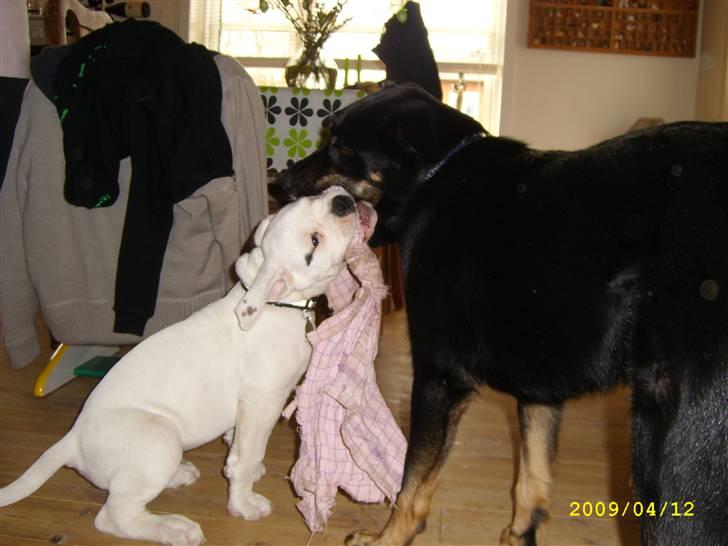 Blanding af racer Simba billede 6