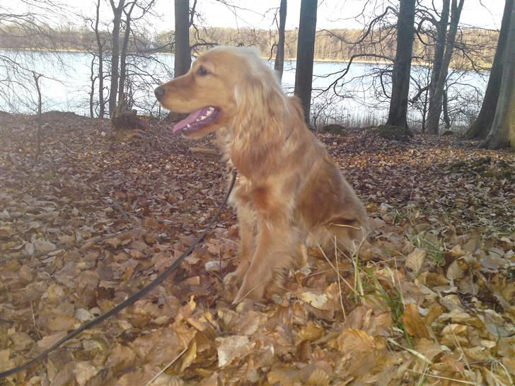 Cocker spaniel Dutten billede 8