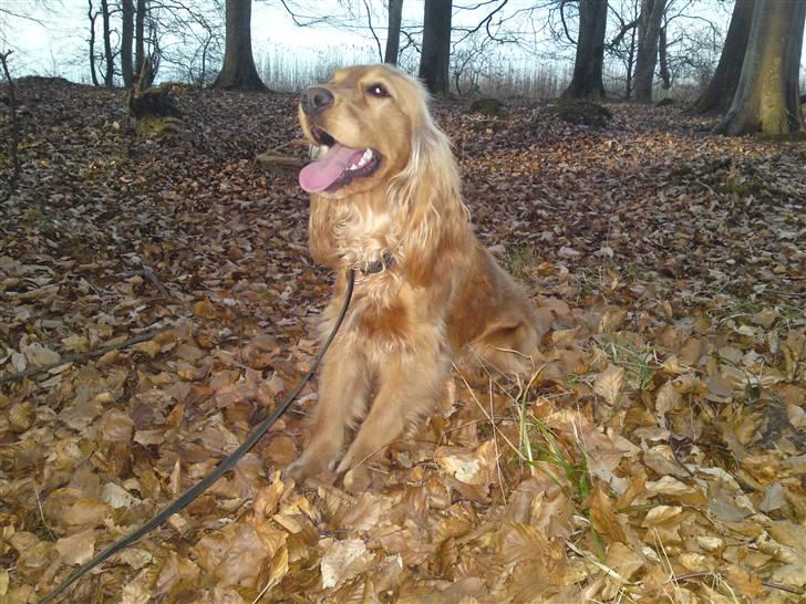 Cocker spaniel Dutten billede 9