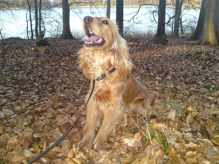 Cocker spaniel Dutten billede 11
