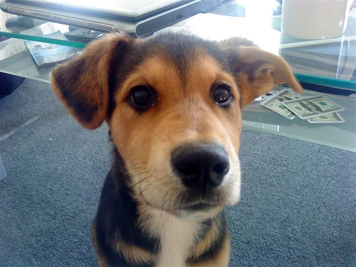 Blanding af racer Bailey billede 7