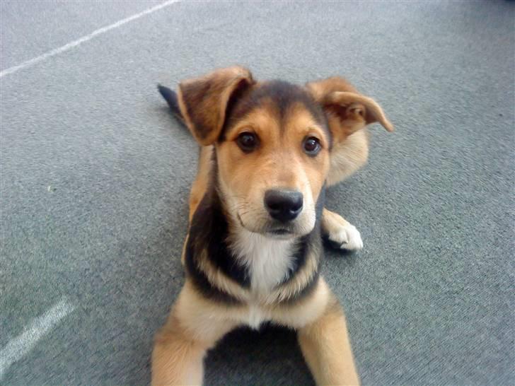 Blanding af racer Bailey billede 8