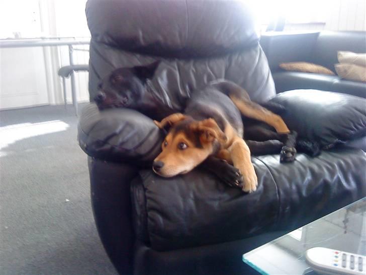 Blanding af racer Bailey billede 9