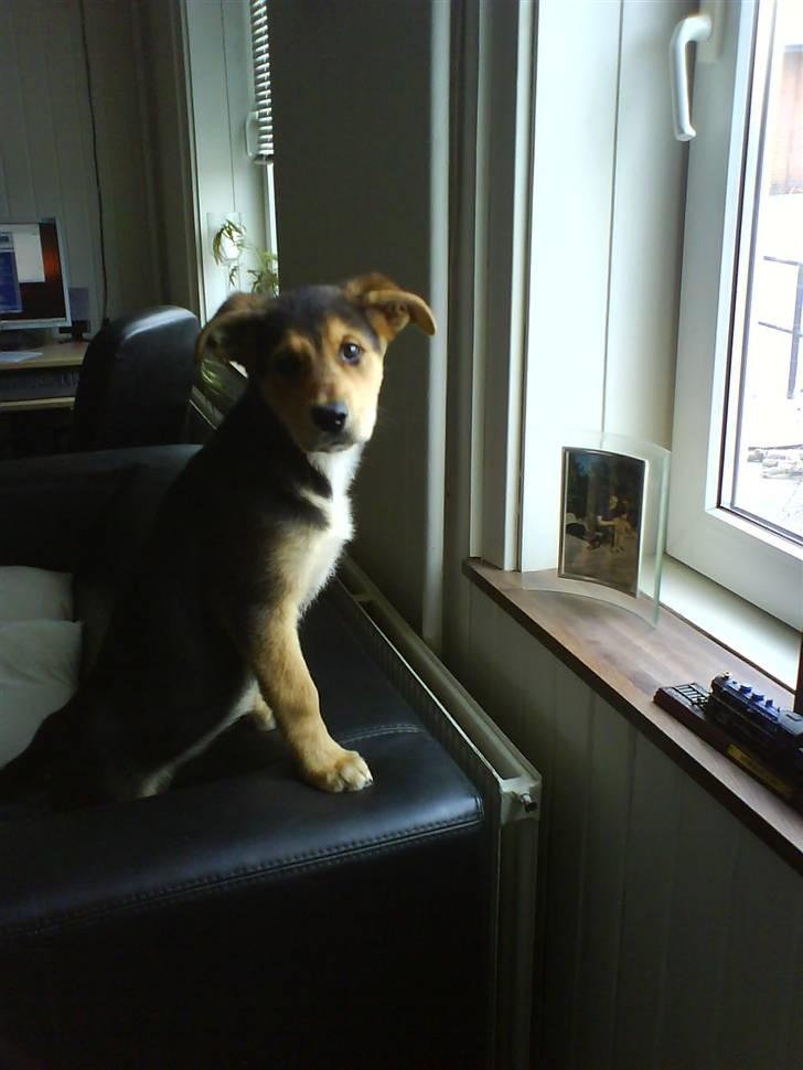 Blanding af racer Bailey billede 10