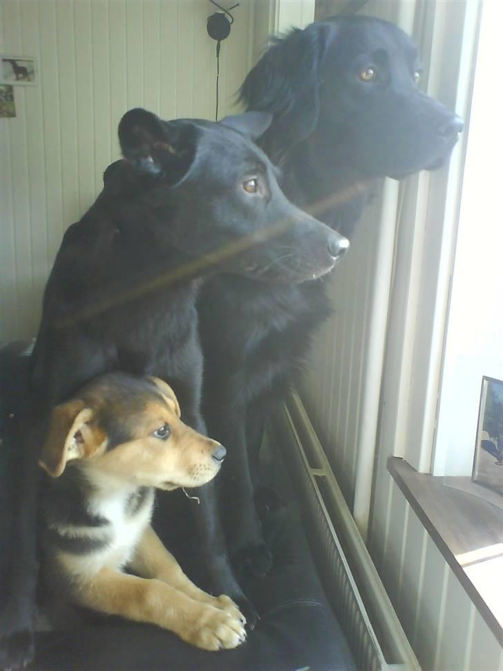 Blanding af racer Bailey billede 11