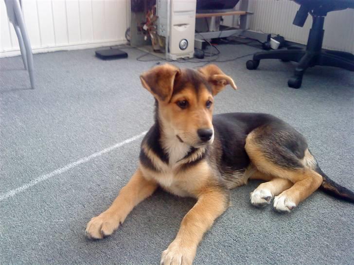 Blanding af racer Bailey billede 12