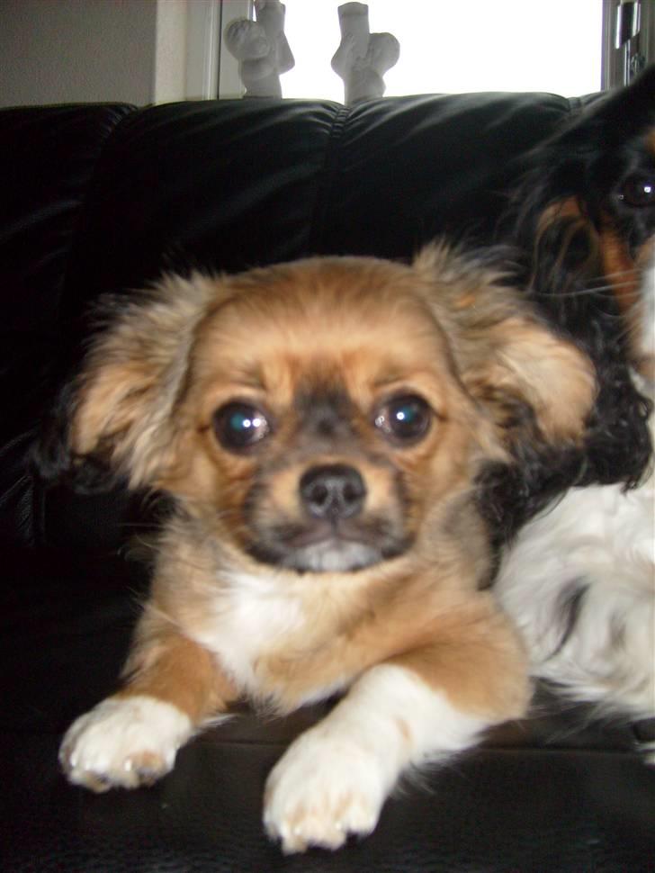 Blanding af racer Gucci billede 1