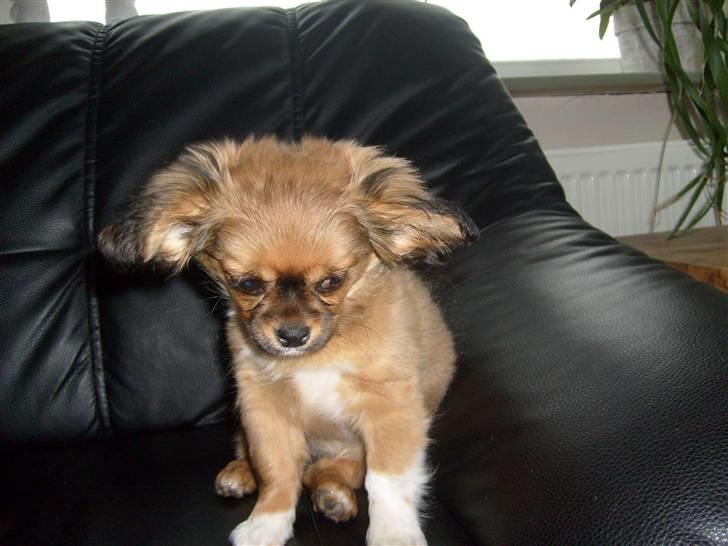 Blanding af racer Gucci billede 2