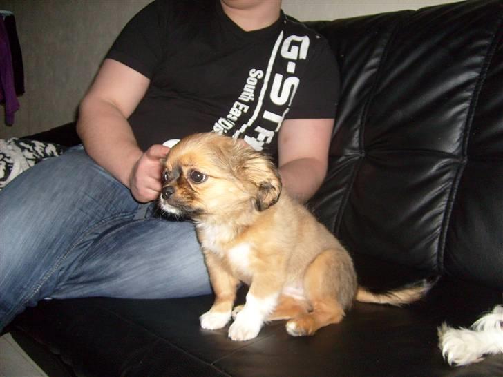 Blanding af racer Gucci billede 3