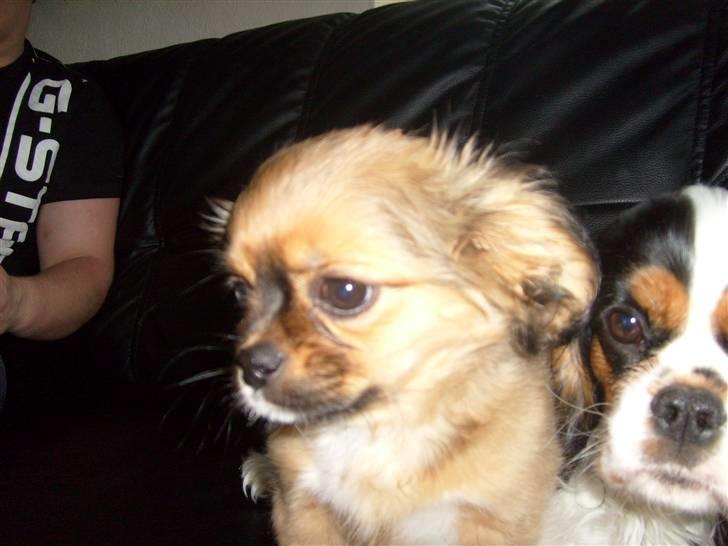 Blanding af racer Gucci billede 4