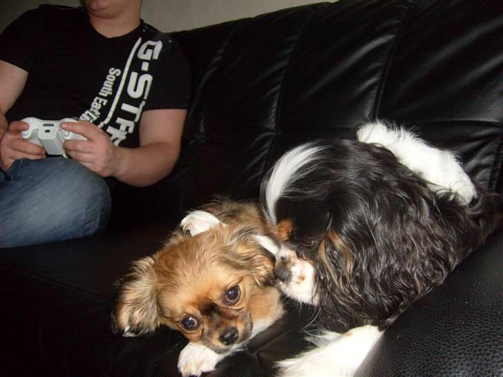 Blanding af racer Gucci billede 5