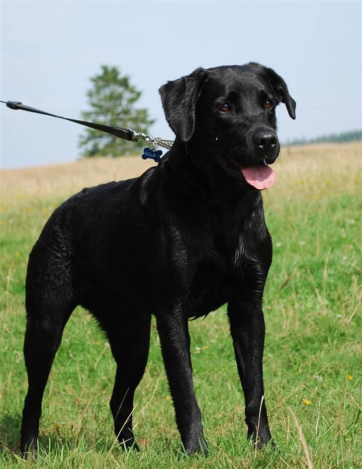 Labrador retriever Bobby*R.I.P.* - Hej jeg hedder Bobby, Velkommen til min profil :o) 8. august 09 billede 1