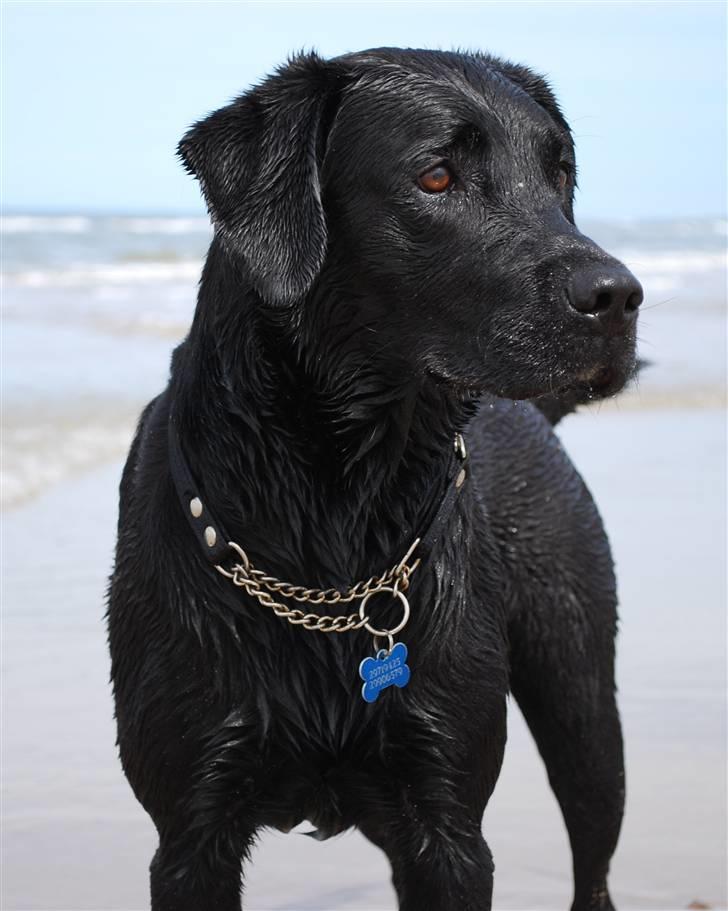 Labrador retriever Bobby*R.I.P.* - Der er nogle interessante tæver derovre ;o) D. 1. august 09 billede 2