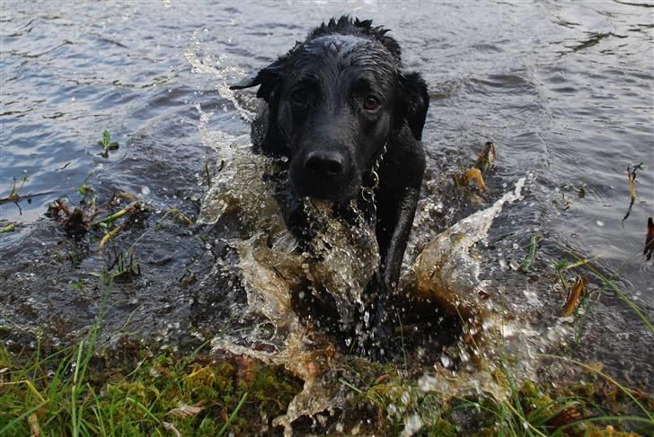 Labrador retriever Bobby*R.I.P.* - Lad mig komme op, efter sådan en våd omgang! D. 23. sep. 2010 billede 3