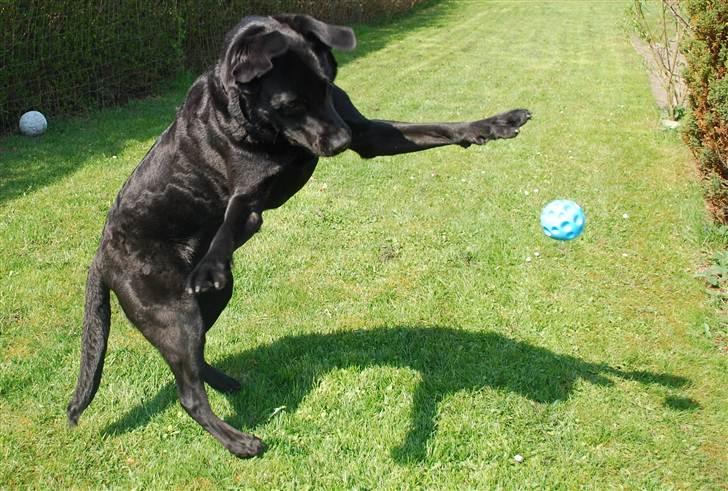 Labrador retriever Bobby*R.I.P.* - Jeg HAR dig, blå bold. 23. april 2011 billede 4