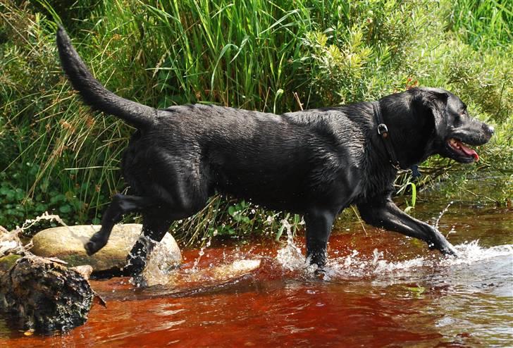 Labrador retriever Bobby*R.I.P.* - Det er bare skønt at bade i Store Øksø :D 8. august 09 billede 6