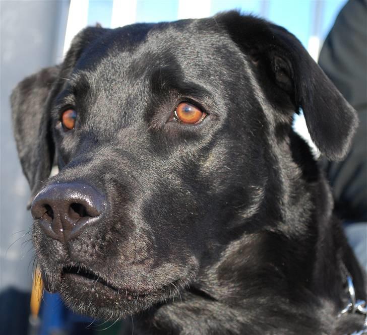 Labrador retriever Bobby*R.I.P.* - Der sker meget spændene ude over vandet ved Egholm, dd. 30. oktober 09 billede 7