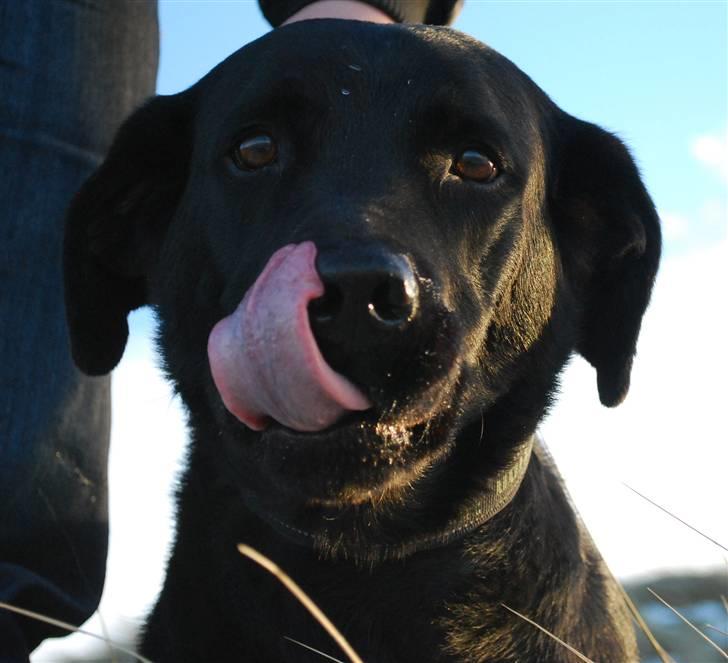 Labrador retriever Bobby*R.I.P.* - Mhhh, mors lækre godbidder, de ryger lige ned i mavsen! 7/1-11 billede 8