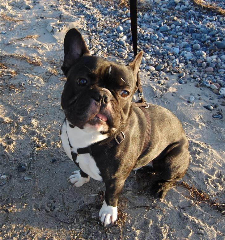 Fransk bulldog Otto billede 16