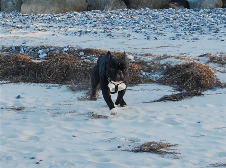 Fransk bulldog Otto billede 17