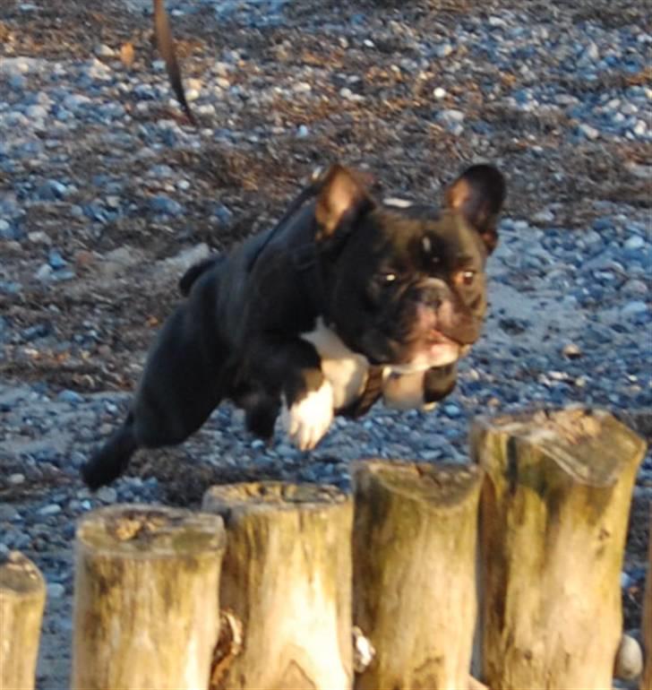 Fransk bulldog Otto billede 19