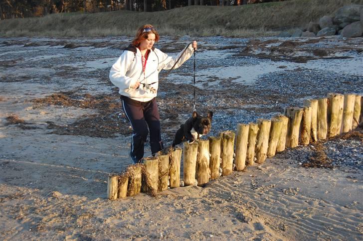 Fransk bulldog Otto billede 20