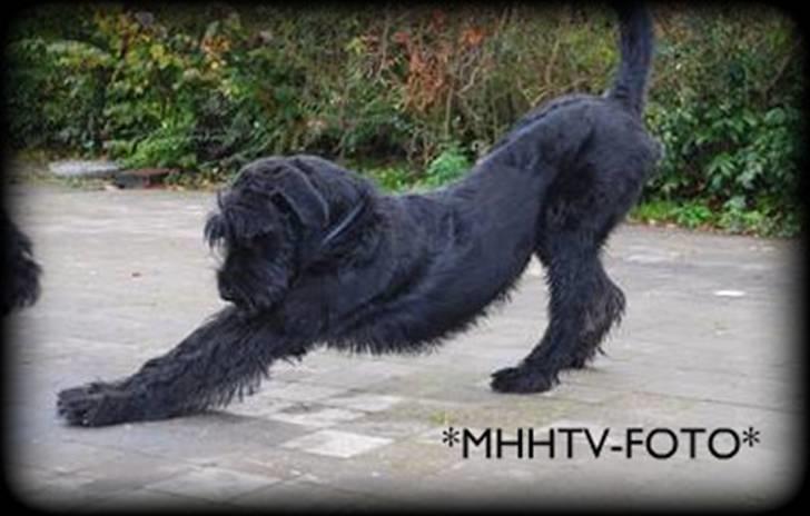 Riesenschnauzer Molly<3' billede 10