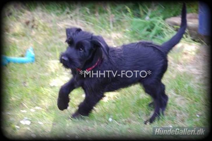 Riesenschnauzer Molly<3' billede 11