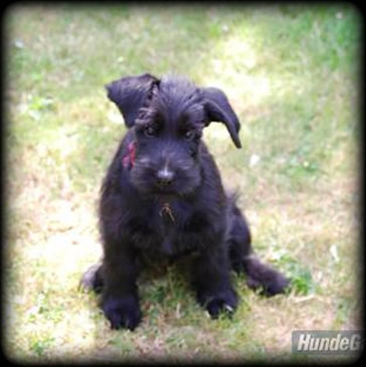 Riesenschnauzer Molly<3' billede 12