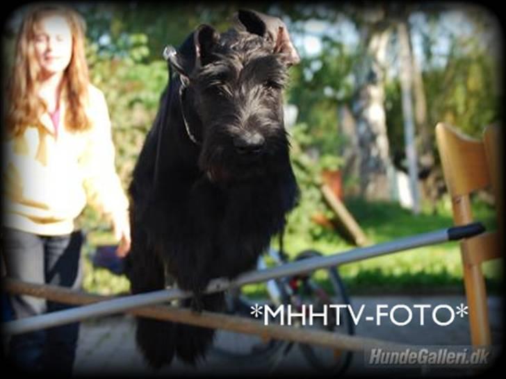 Riesenschnauzer Molly<3' billede 13