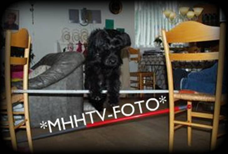 Riesenschnauzer Molly<3' billede 14