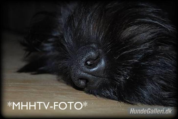 Riesenschnauzer Molly<3' billede 15