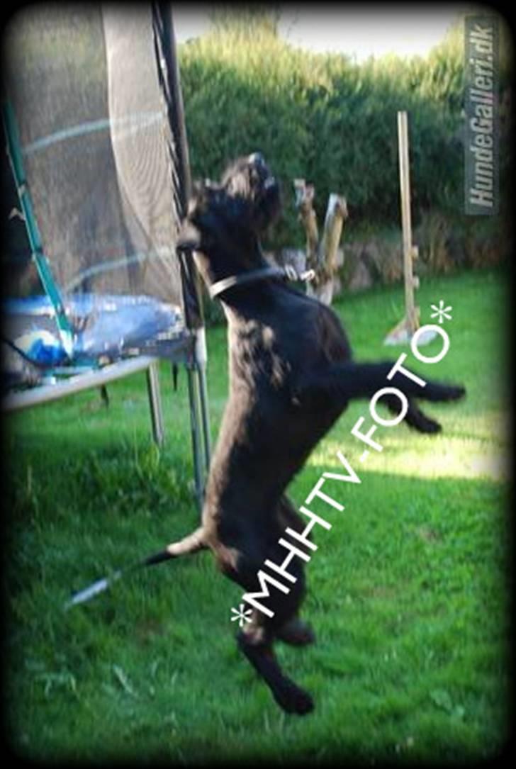 Riesenschnauzer Molly<3' billede 16