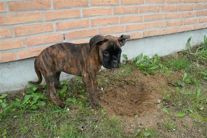 Boxer Berta billede 15