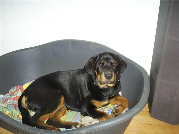Rottweiler Ziva aka "pølse" - hygger i hundekurven billede 18