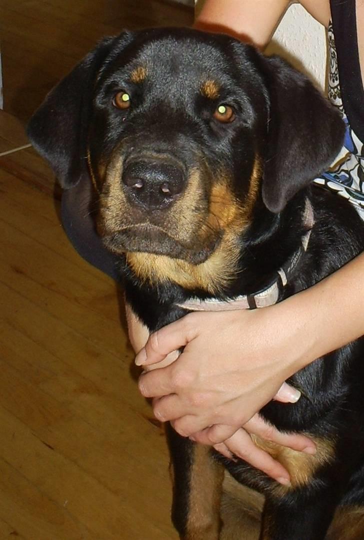 Rottweiler Ziva aka "pølse" - 6 måneder billede 20