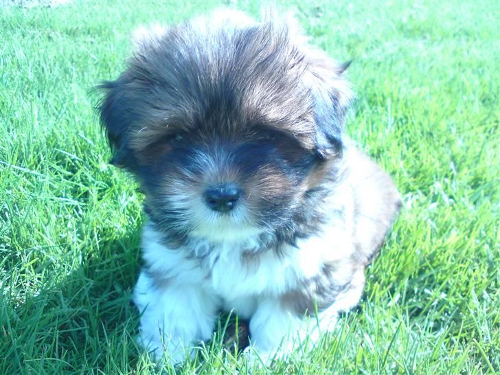 Lhasa apso *Pinky* billede 1